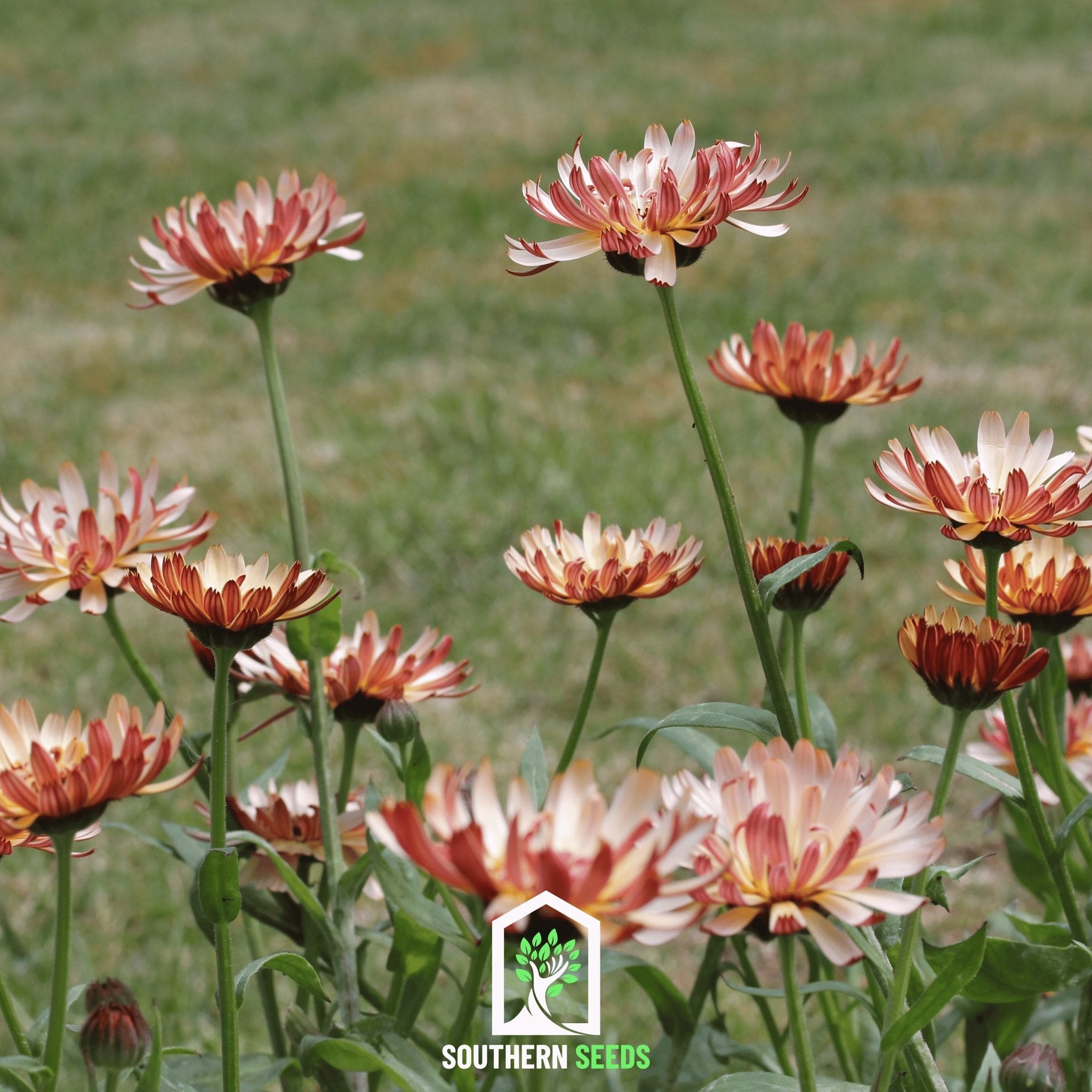 Calendula, Sunset Buff (Calendula officinalis) - 50 Seeds seed packet from Seed Therapy – American - grown, heirloom seeds