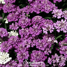 Candytuft, Globe Annual (Iberis umbellata) - 50 Seeds seed packet from Seed Therapy – American - grown, heirloom seeds