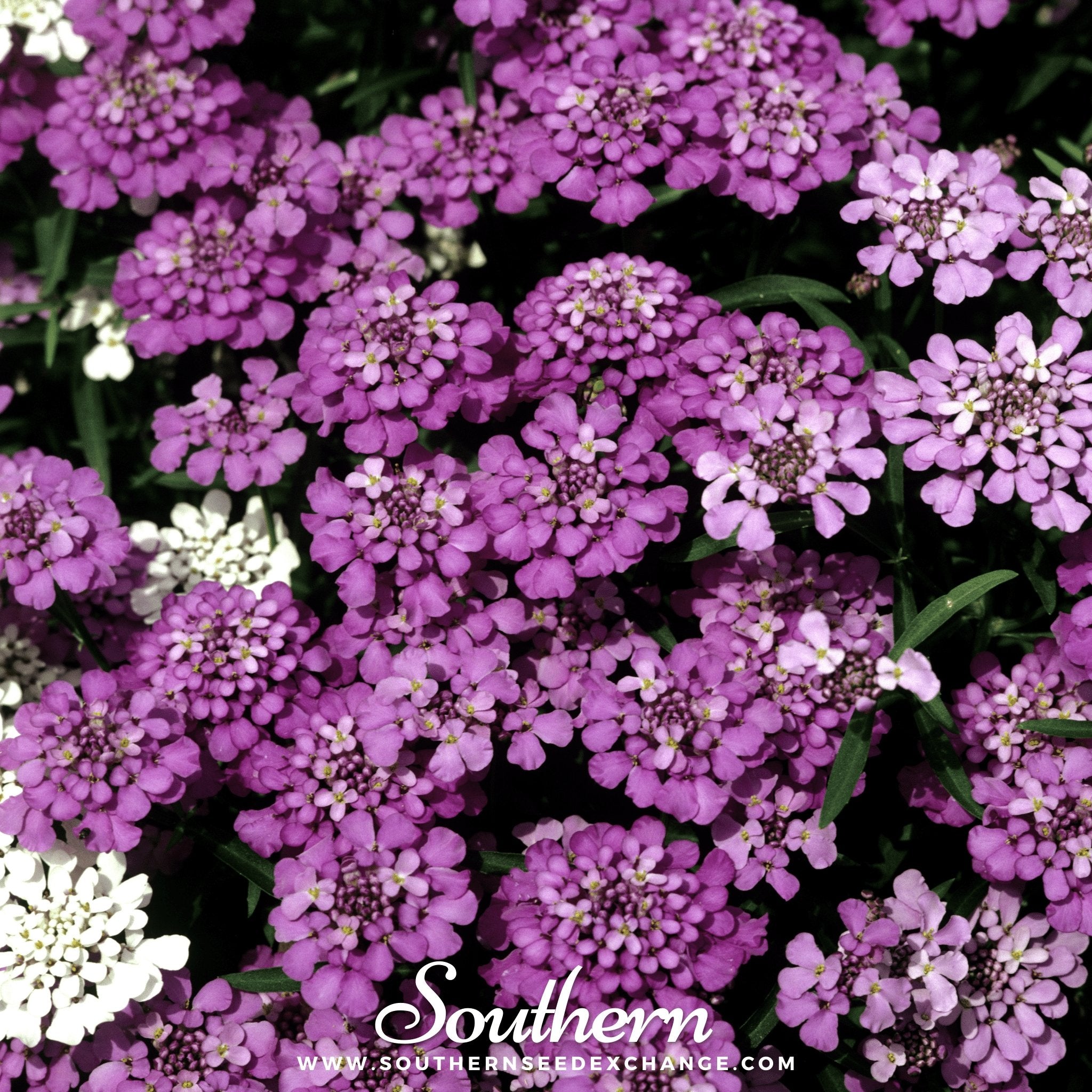 Candytuft, Globe Annual (Iberis umbellata) - 50 Seeds seed packet from Seed Therapy – American - grown, heirloom seeds