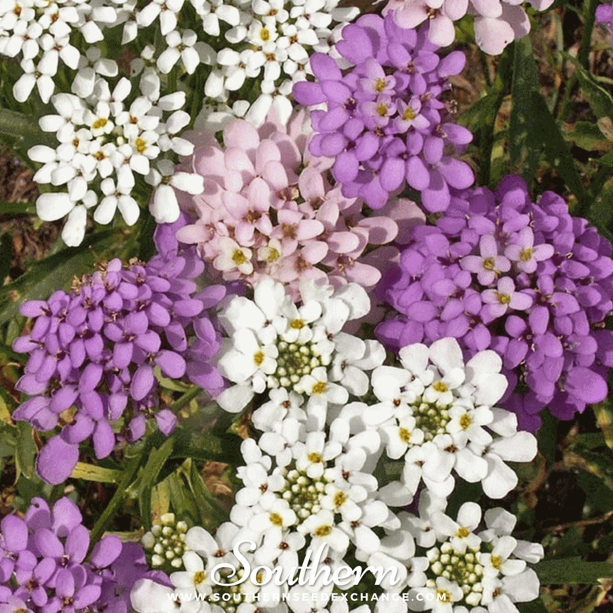 Candytuft, Globe Annual (Iberis umbellata) - 50 Seeds seed packet from Seed Therapy – American - grown, heirloom seeds