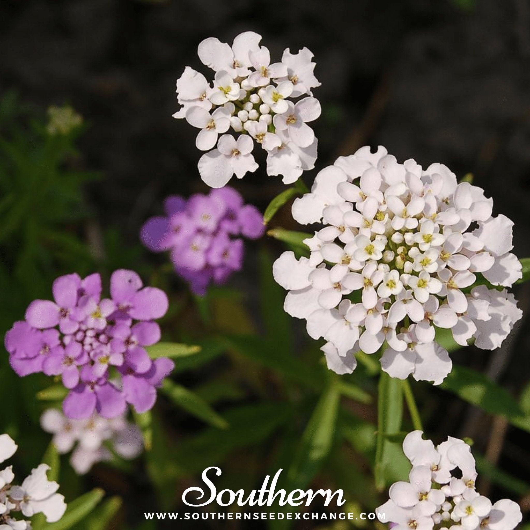 Candytuft, Globe Annual (Iberis umbellata) - 50 Seeds seed packet from Seed Therapy – American - grown, heirloom seeds