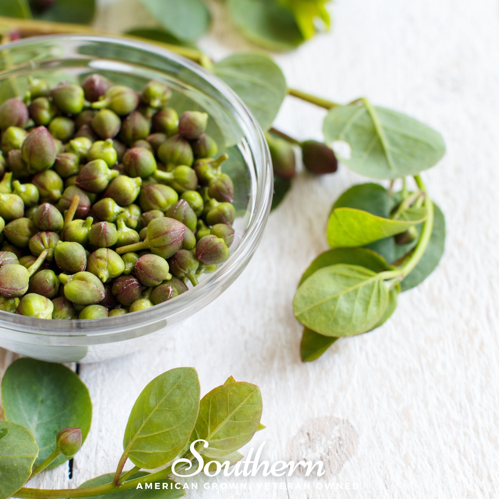 Caper Bush (Capparis spinosa) - 10 Seeds seed packet from Seed Therapy – American - grown, heirloom seeds
