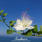 Caper Bush (Capparis spinosa) - 10 Seeds seed packet from Seed Therapy – American - grown, heirloom seeds
