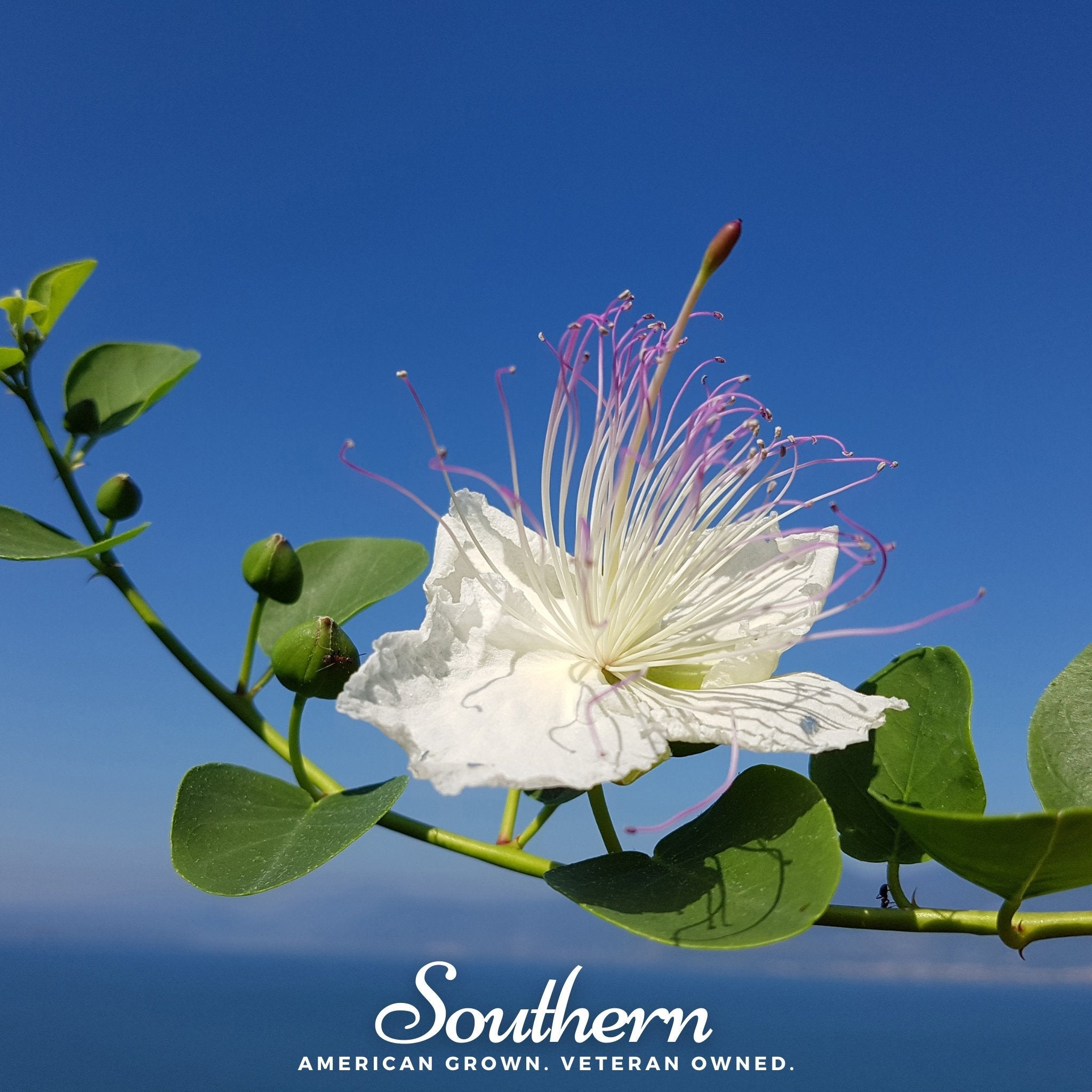 Caper Bush (Capparis spinosa) - 10 Seeds seed packet from Seed Therapy – American - grown, heirloom seeds