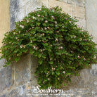 Caper Bush (Capparis spinosa) - 10 Seeds seed packet from Seed Therapy – American - grown, heirloom seeds