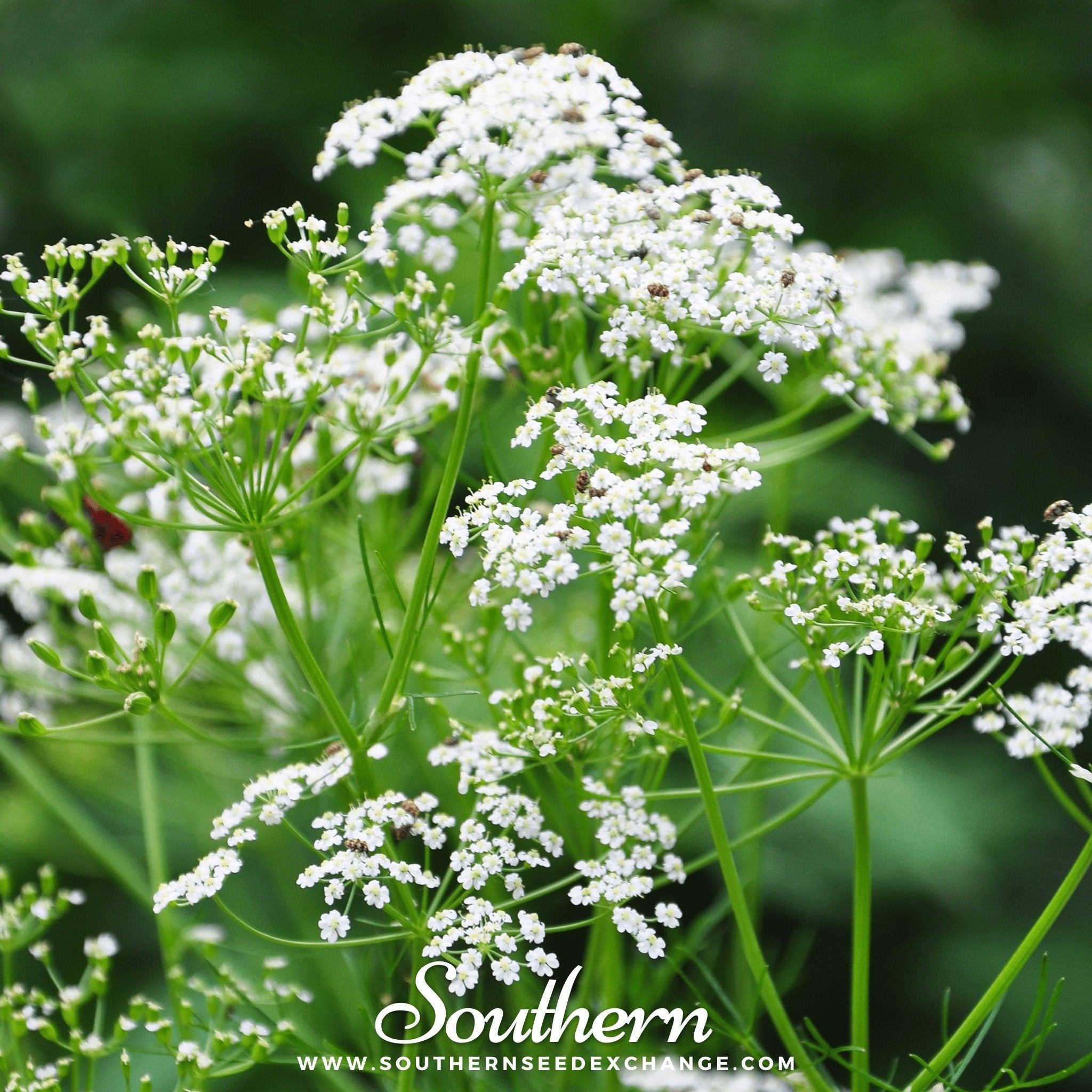 Caraway (Carum carvi) - 150 Seeds seed packet from Seed Therapy – American - grown, heirloom seeds