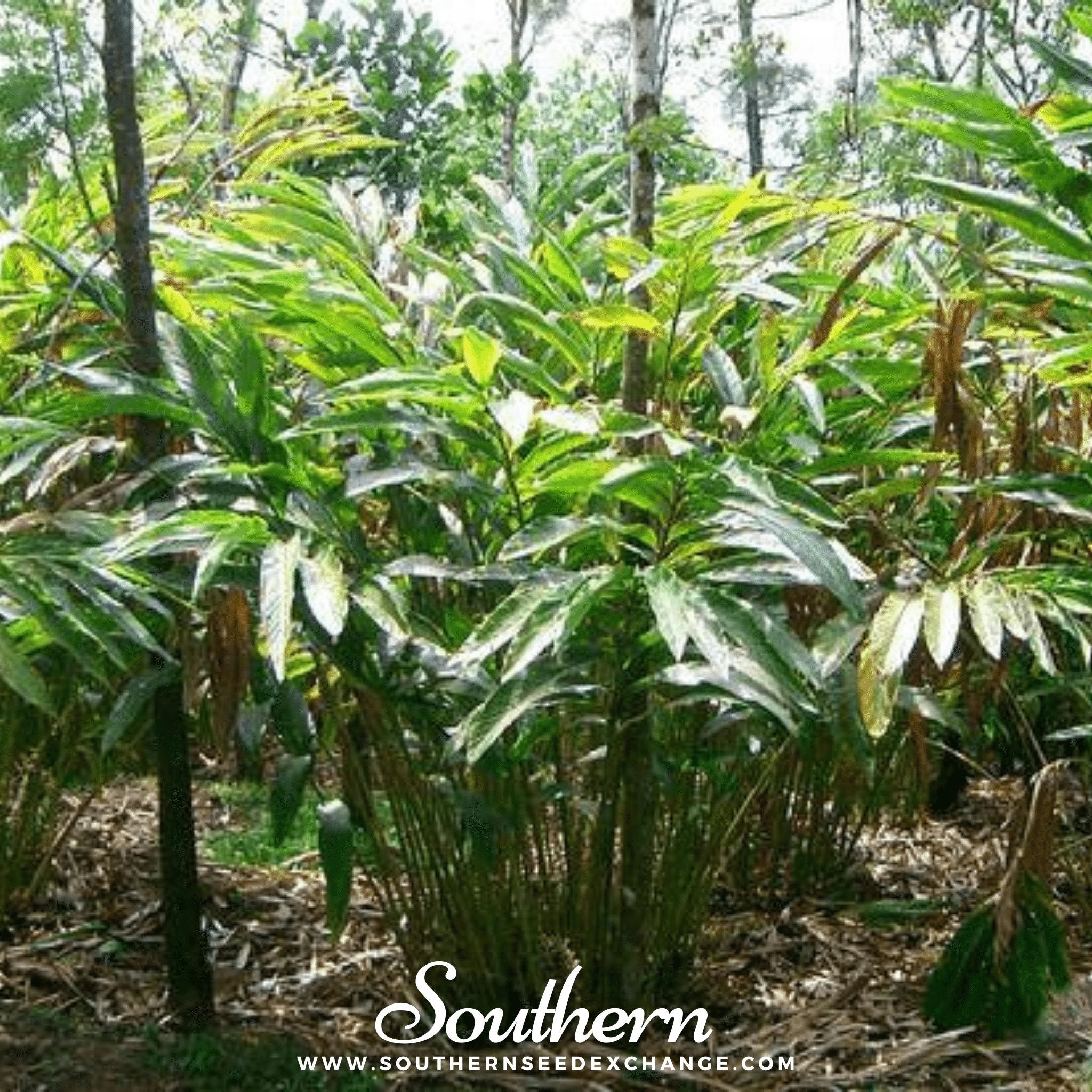 Cardamom, Black (Amomum Subulatum) - 10 Seeds seed packet from Seed Therapy – American - grown, heirloom seeds