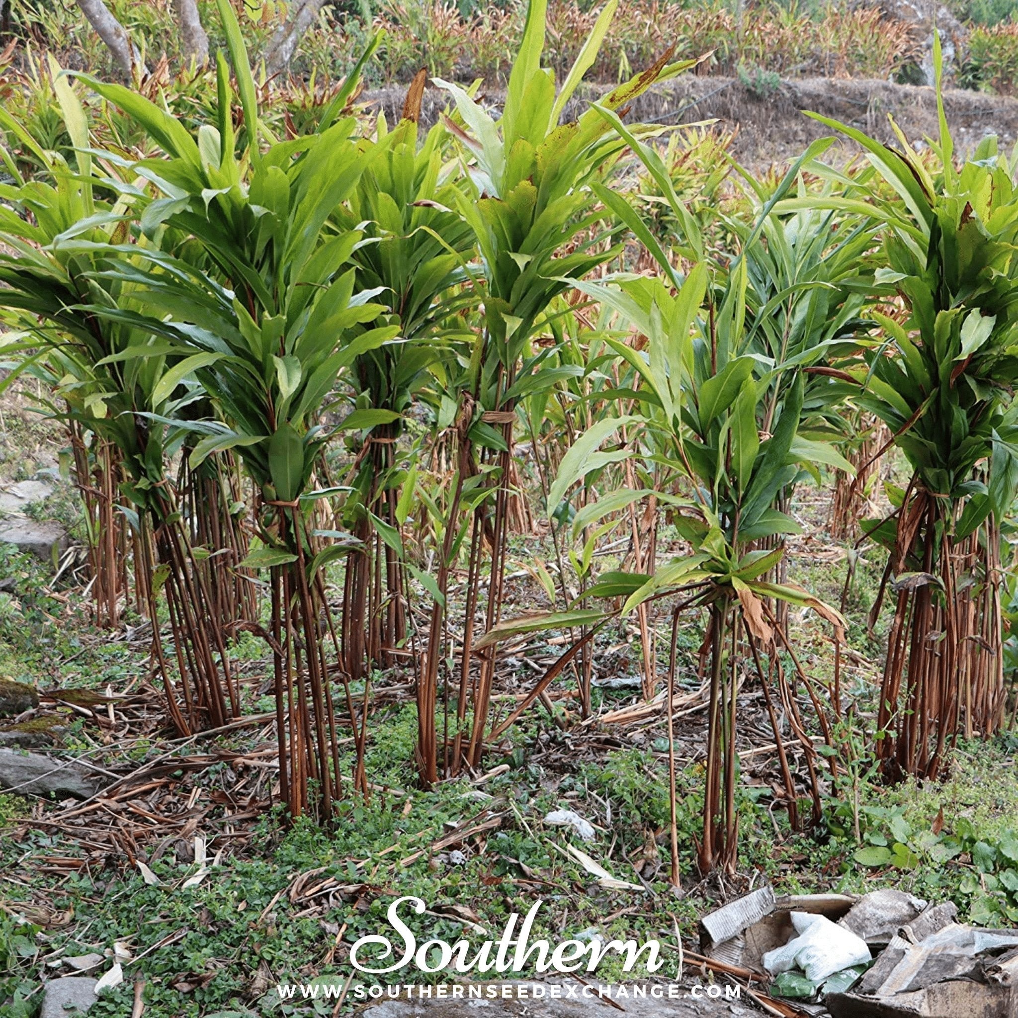 Cardamom, Black (Amomum Subulatum) - 10 Seeds seed packet from Seed Therapy – American - grown, heirloom seeds