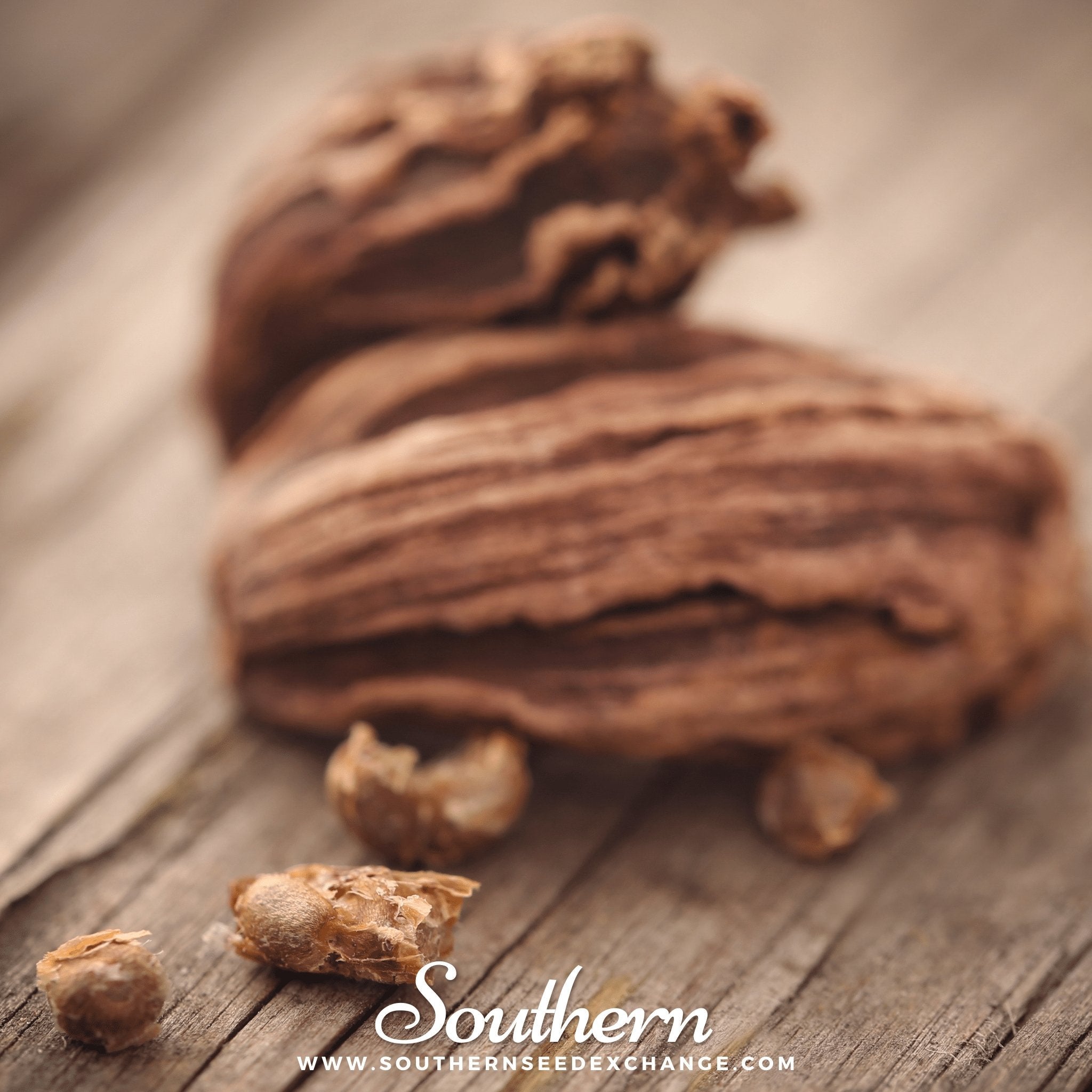 Cardamom, Black (Amomum Subulatum) - 10 Seeds seed packet from Seed Therapy – American - grown, heirloom seeds