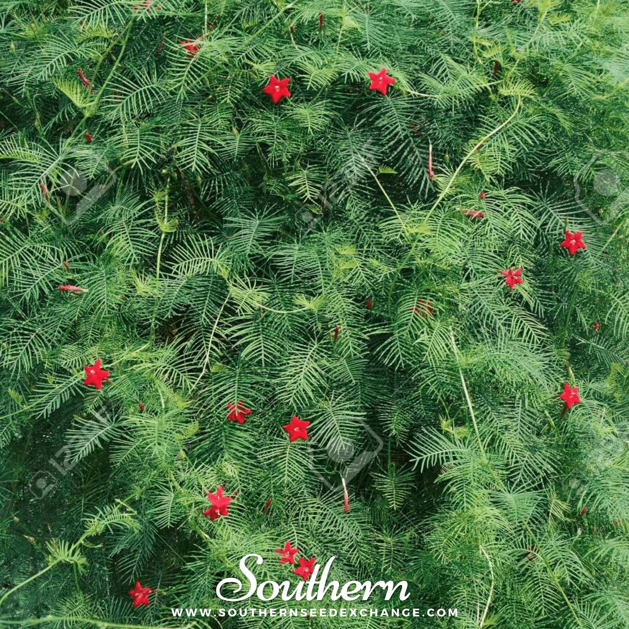 Cardinal Climber (Ipomoea quamoclit) - 30 Seeds seed packet from Seed Therapy – American - grown, heirloom seeds