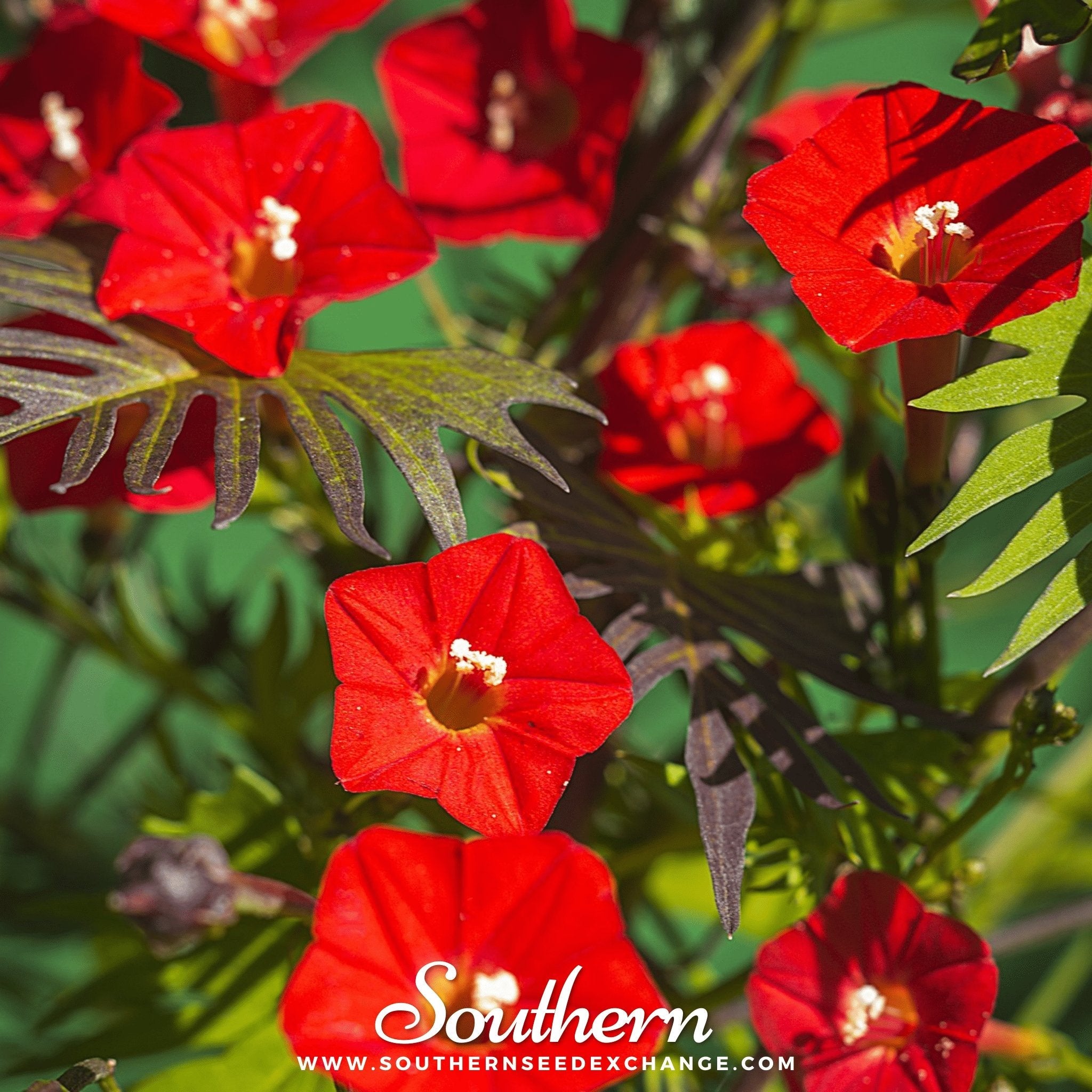 Cardinal Climber (Ipomoea quamoclit) - 30 Seeds seed packet from Seed Therapy – American - grown, heirloom seeds