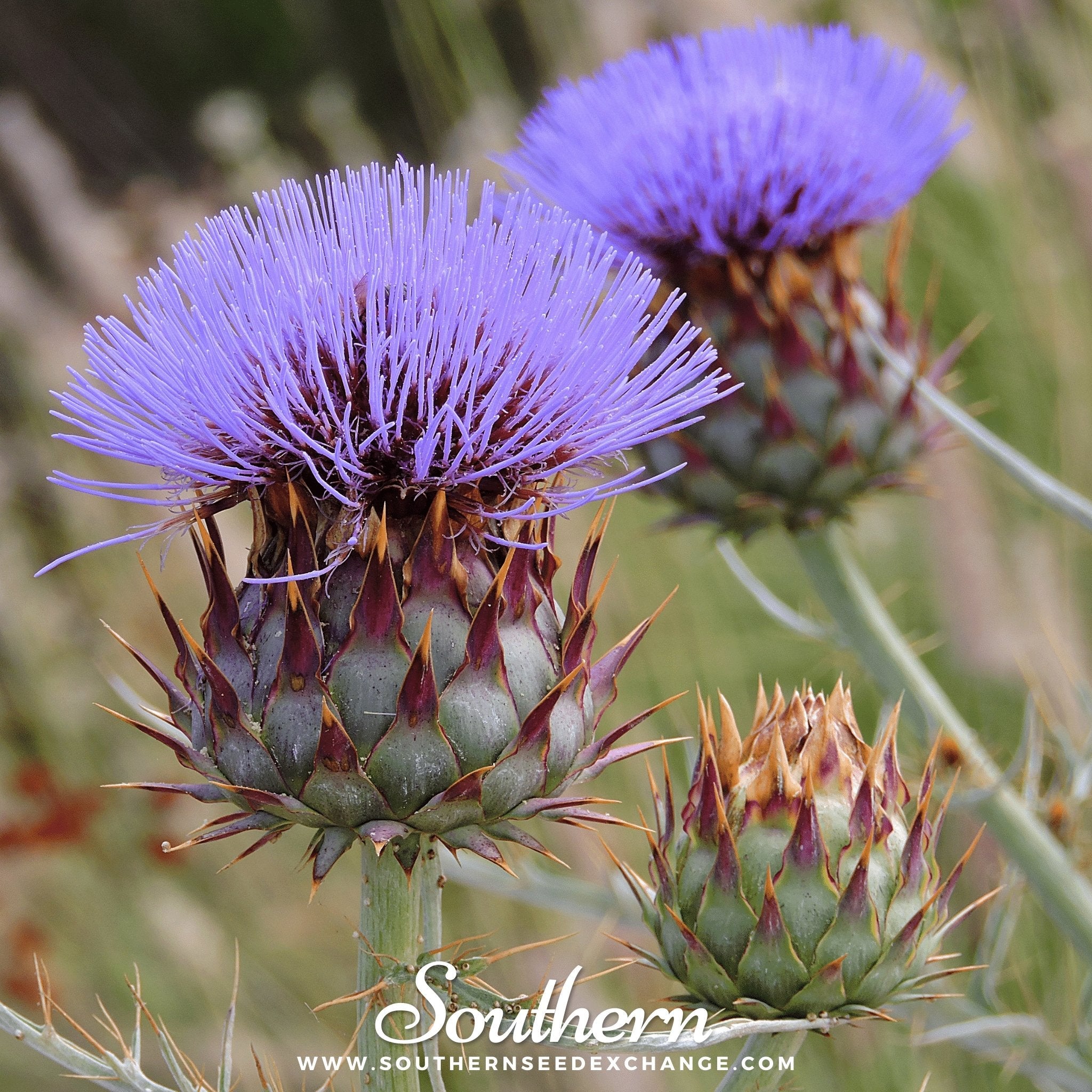 Cardoon (Cynara cardunculus) - 25 Seeds seed packet from Seed Therapy – American - grown, heirloom seeds