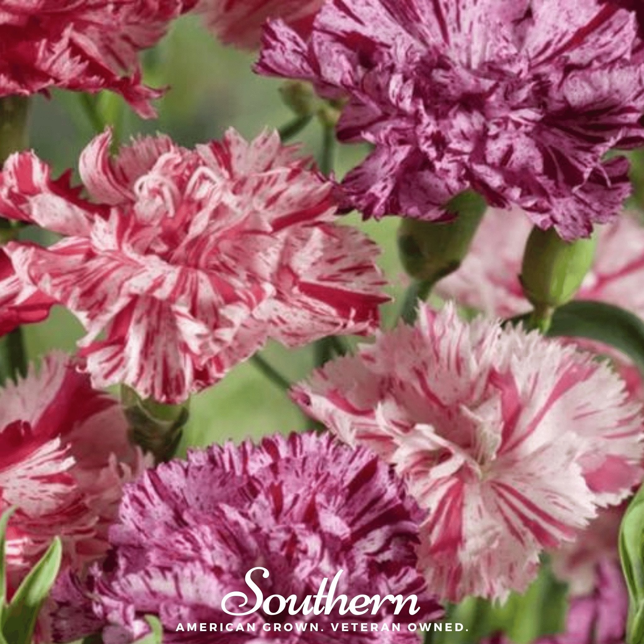 Carnation, Chabaud Picotee Mix (Dianthus carophyllus) - 25 Seeds seed packet from Seed Therapy – American - grown, heirloom seeds