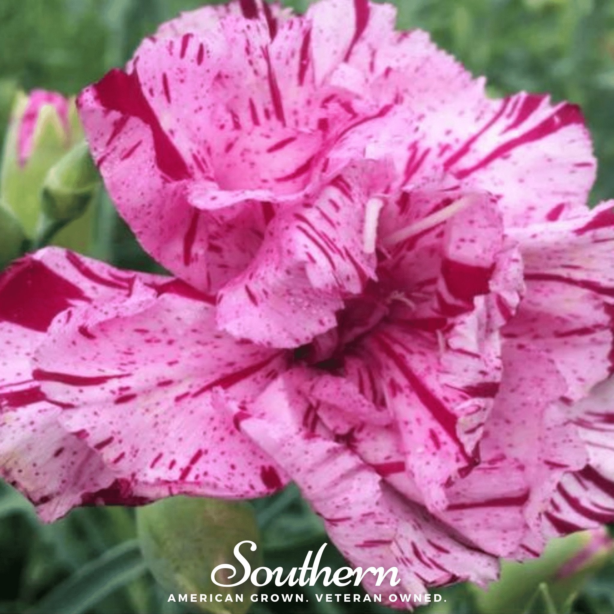 Carnation, Chabaud Picotee Mix (Dianthus carophyllus) - 25 Seeds seed packet from Seed Therapy – American - grown, heirloom seeds