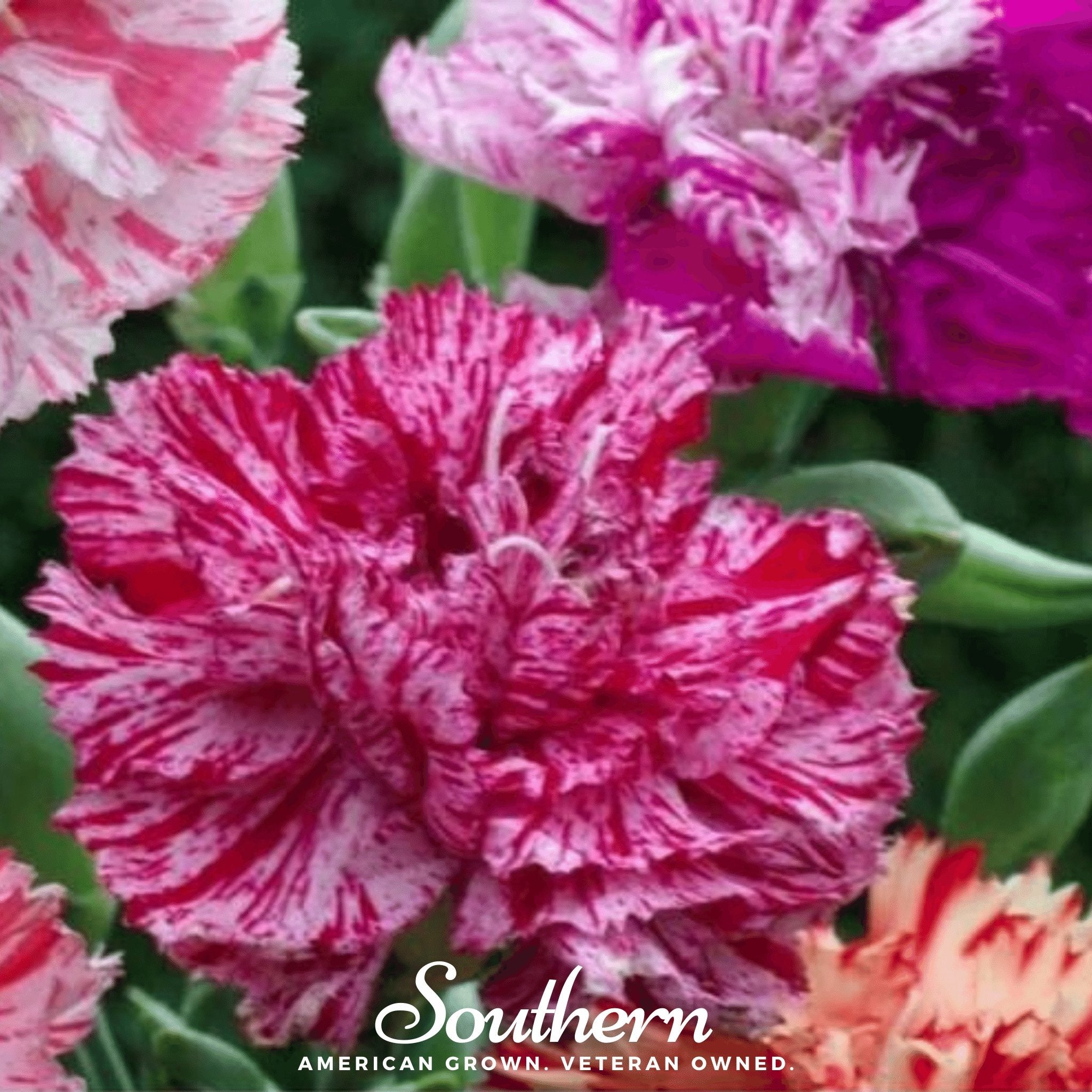 Carnation, Chabaud Picotee Mix (Dianthus carophyllus) - 25 Seeds seed packet from Seed Therapy – American - grown, heirloom seeds