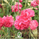 Carnation, Grenadin Rose (Dianthus carophyllus) - 25 Seeds seed packet from Seed Therapy – American - grown, heirloom seeds