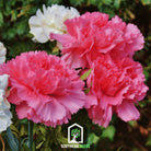 Carnation, Grenadin Rose (Dianthus carophyllus) - 25 Seeds seed packet from Seed Therapy – American - grown, heirloom seeds