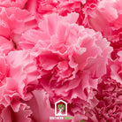 Carnation, Grenadin Rose (Dianthus carophyllus) - 25 Seeds seed packet from Seed Therapy – American - grown, heirloom seeds