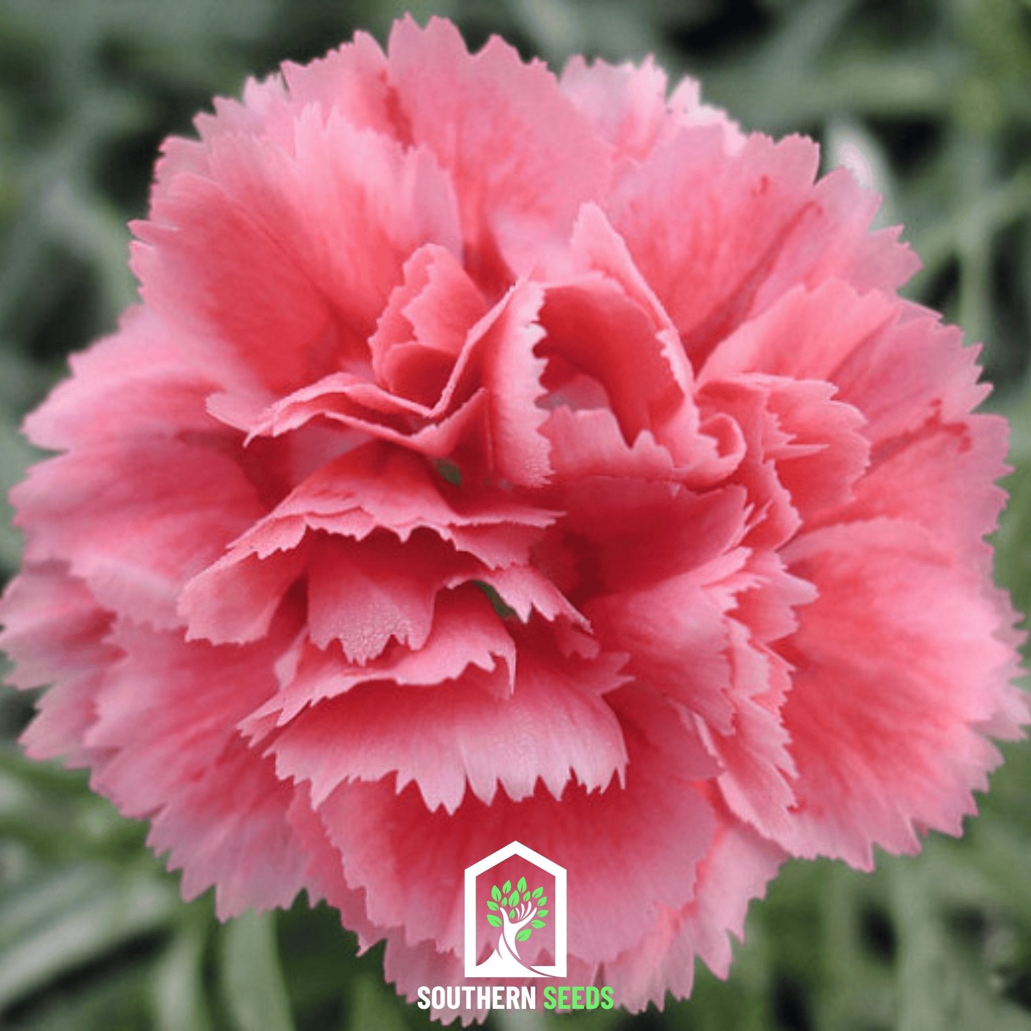 Carnation, Grenadin Rose (Dianthus carophyllus) - 25 Seeds seed packet from Seed Therapy – American - grown, heirloom seeds