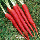 Carrot, Atomic Red (Daucus carota) - 250 Seeds seed packet from Seed Therapy – American - grown, heirloom seeds
