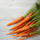 Carrot, Imperator 58 (Daucus carota) - 250 Seeds seed packet from Seed Therapy – American - grown, heirloom seeds