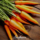 Carrot, Scarlet Nantes (Daucus carota) - 250 Seeds seed packet from Seed Therapy – American - grown, heirloom seeds