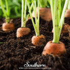 Carrot, Tendersweet (Daucus carota) - 250 Seeds seed packet from Seed Therapy – American - grown, heirloom seeds