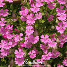 Catchfly, Nodding (Silene pendula) - 100 Seeds seed packet from Seed Therapy – American - grown, heirloom seeds