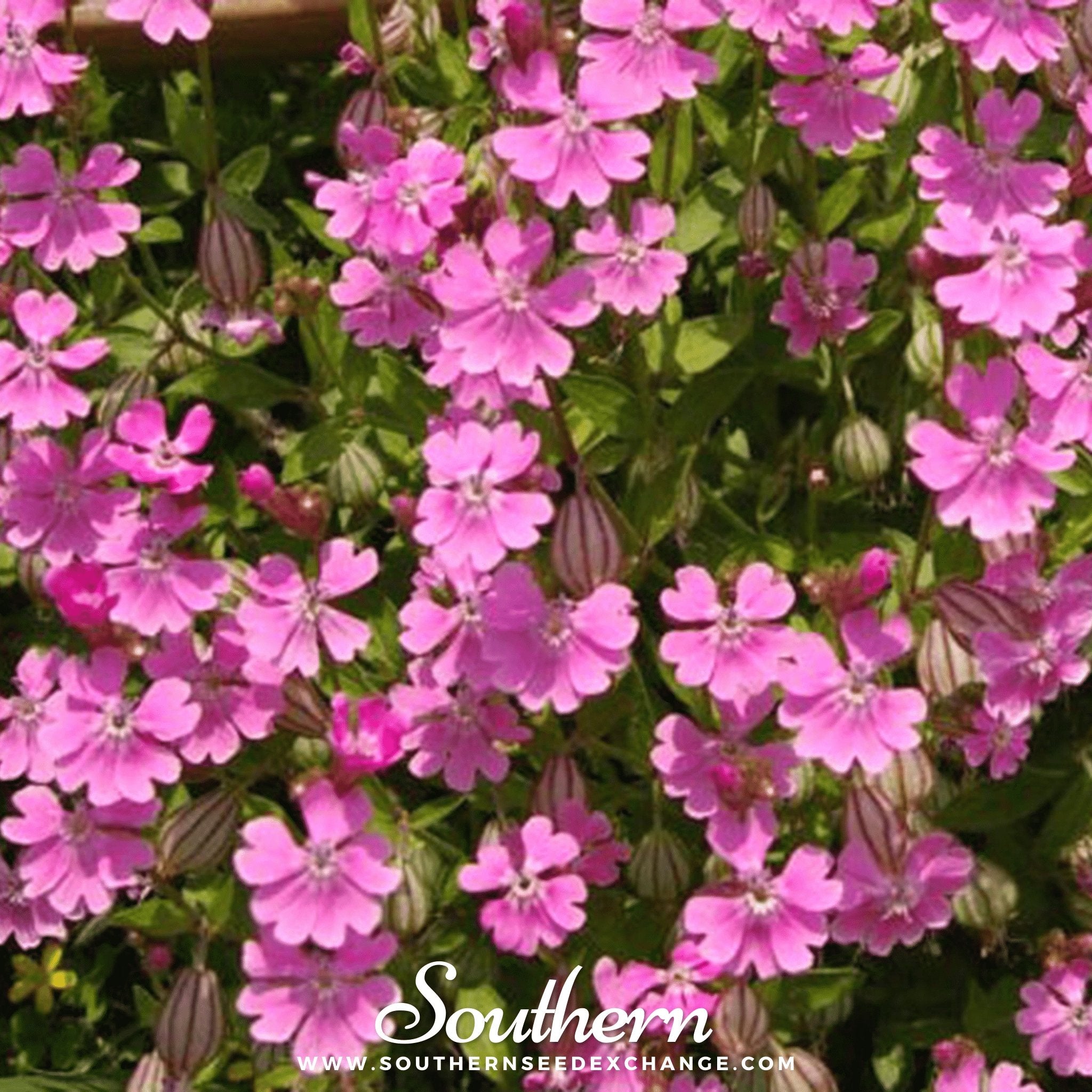 Catchfly, Nodding (Silene pendula) - 100 Seeds seed packet from Seed Therapy – American - grown, heirloom seeds