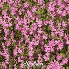 Catchfly, Nodding (Silene pendula) - 100 Seeds seed packet from Seed Therapy – American - grown, heirloom seeds