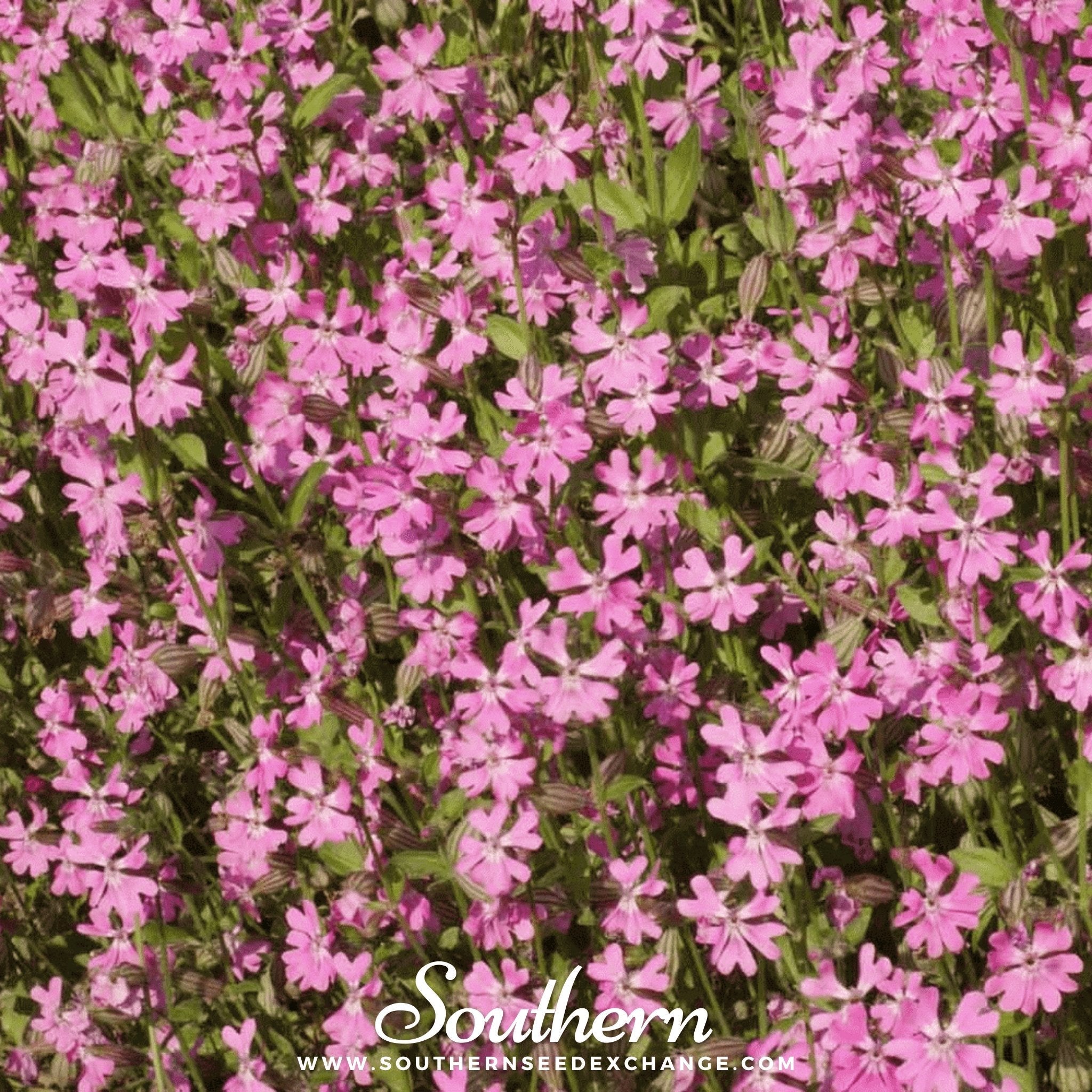 Catchfly, Nodding (Silene pendula) - 100 Seeds seed packet from Seed Therapy – American - grown, heirloom seeds