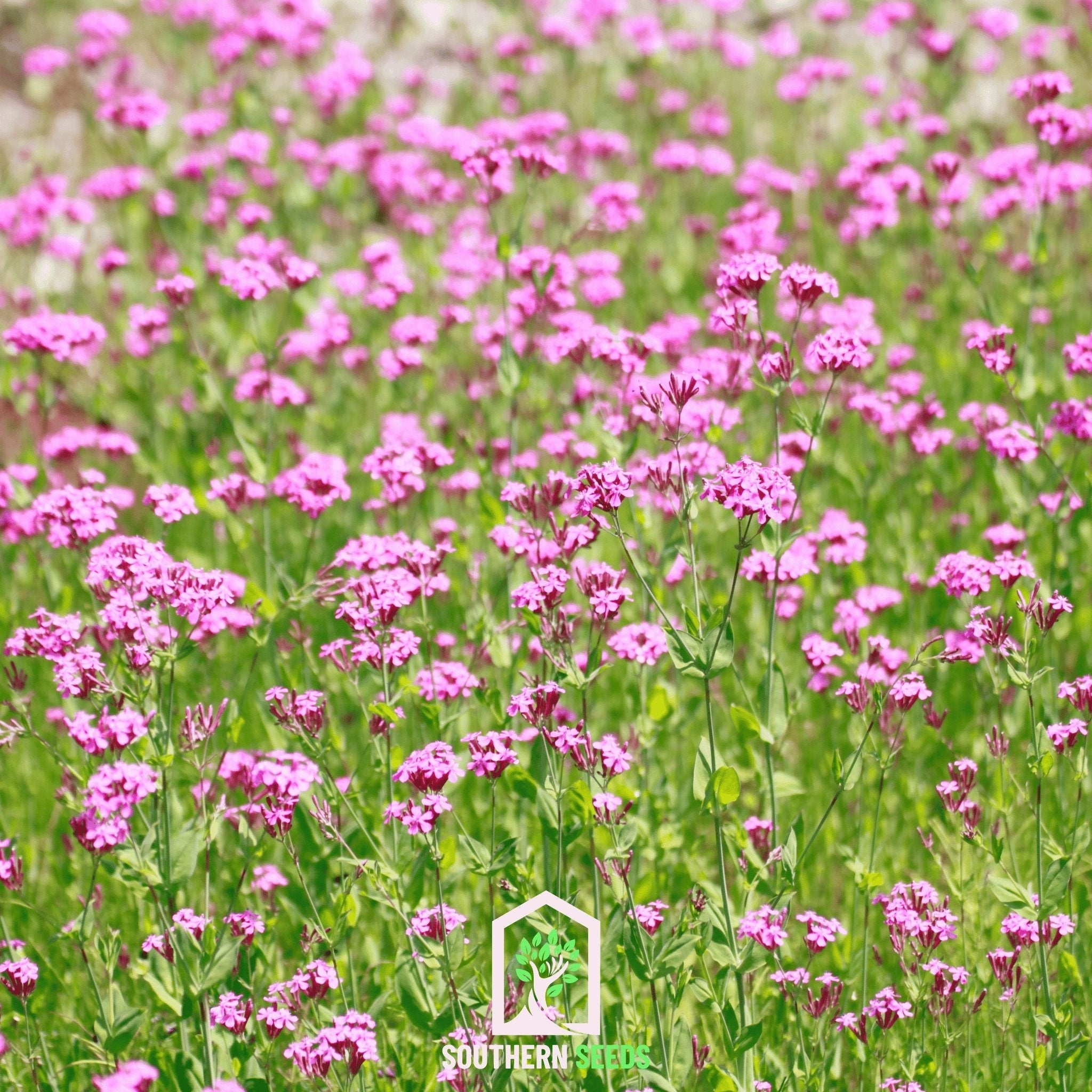 Catchfly, None So Pretty (Silene armeria) - 250 Seeds seed packet from Seed Therapy – American - grown, heirloom seeds