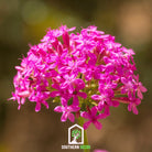 Catchfly, None So Pretty (Silene armeria) - 250 Seeds seed packet from Seed Therapy – American - grown, heirloom seeds