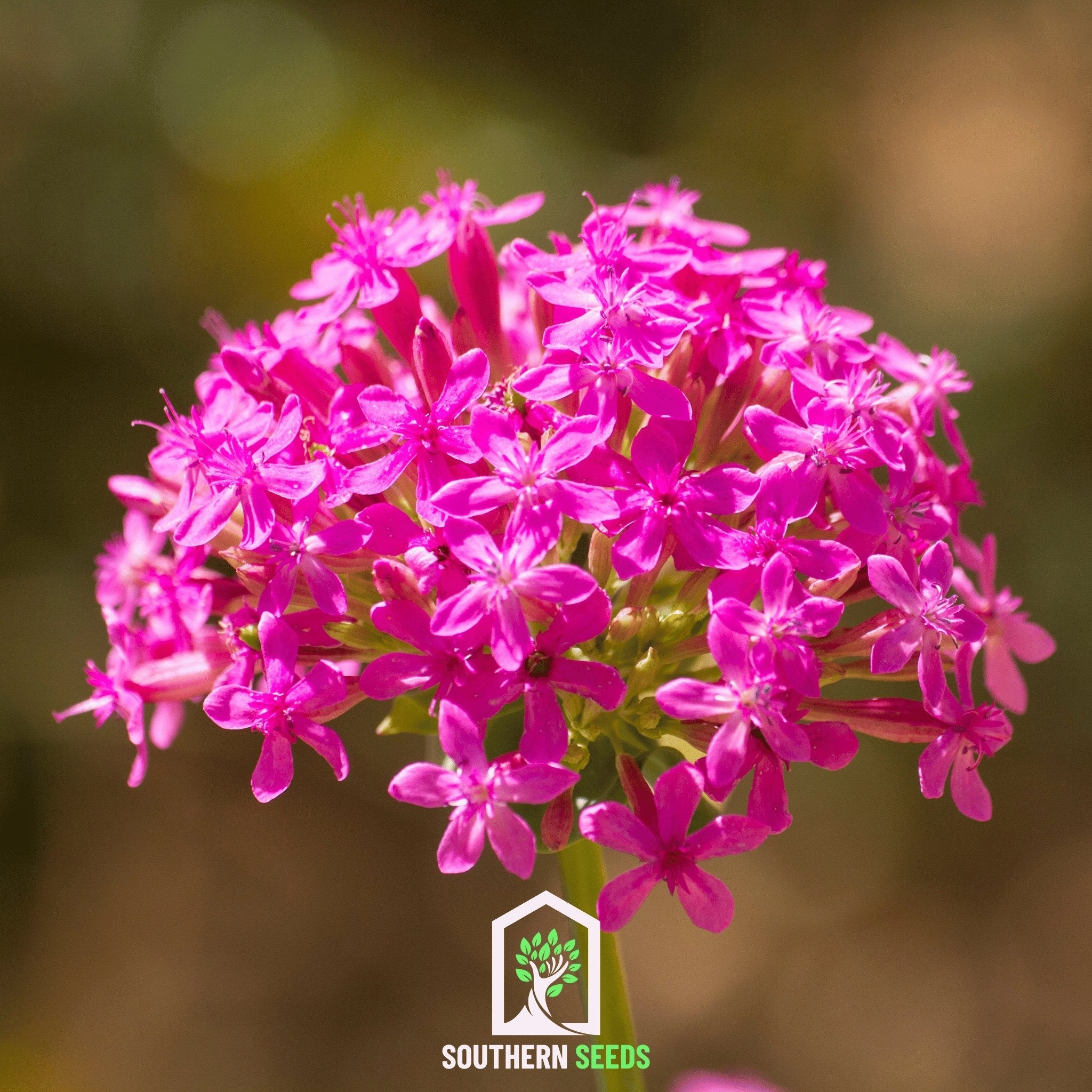 Catchfly, None So Pretty (Silene armeria) - 250 Seeds seed packet from Seed Therapy – American - grown, heirloom seeds