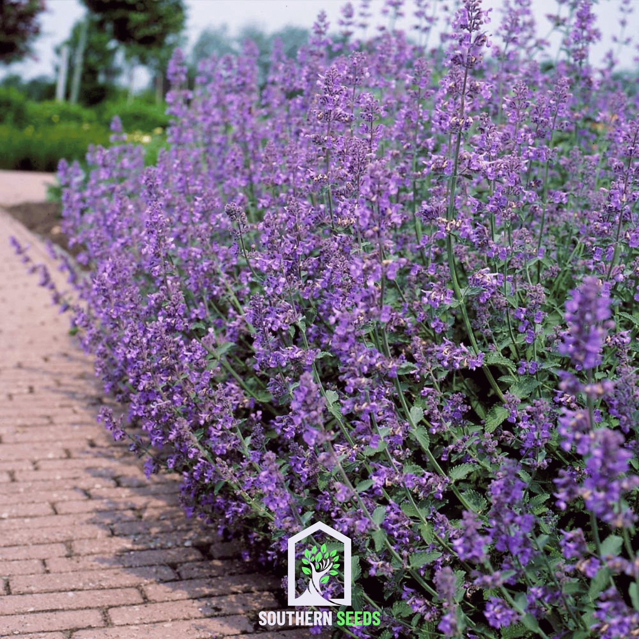 Catmint (Nepeta mussinii) - 100 Seeds seed packet from Seed Therapy – American - grown, heirloom seeds