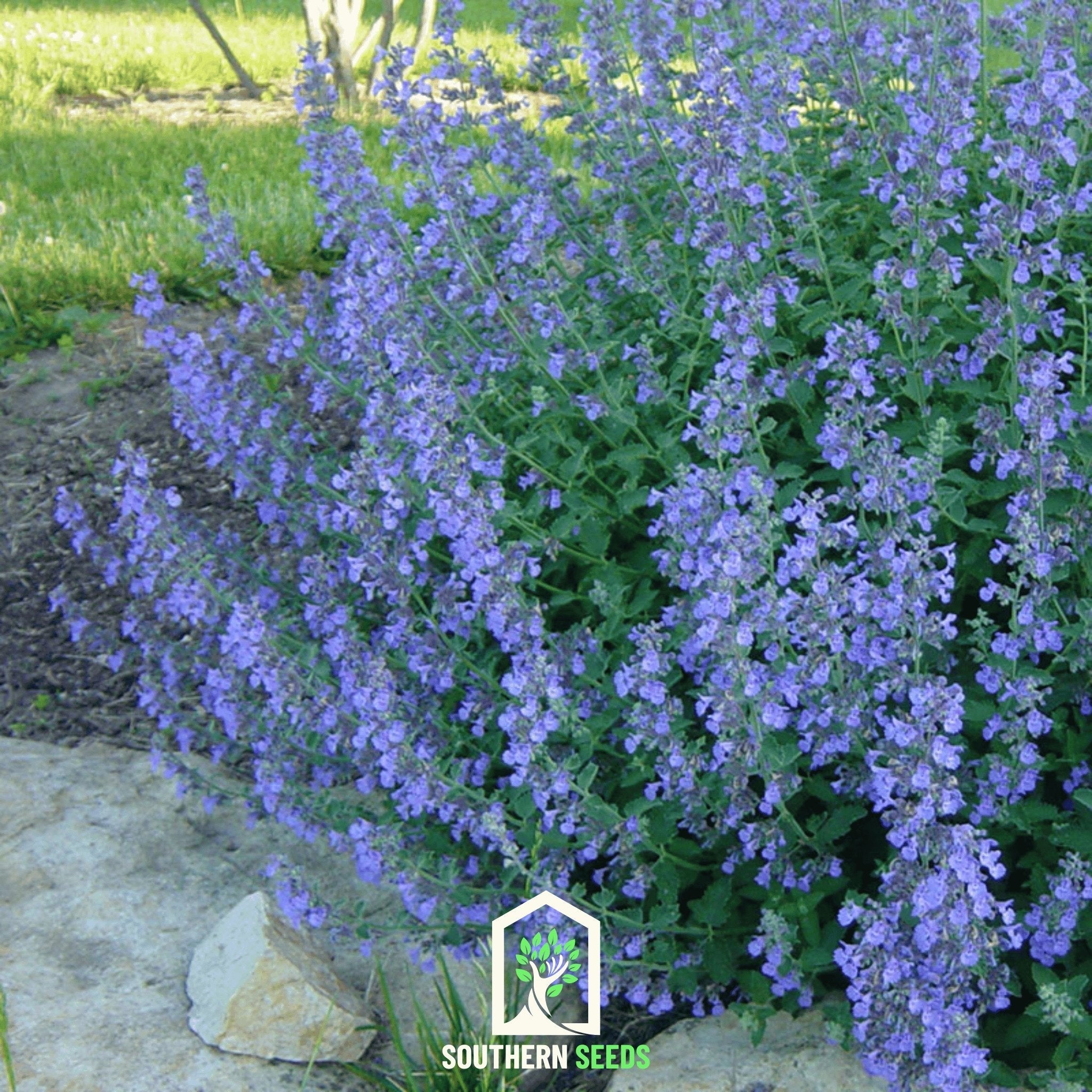 Catmint (Nepeta mussinii) - 100 Seeds seed packet from Seed Therapy – American - grown, heirloom seeds