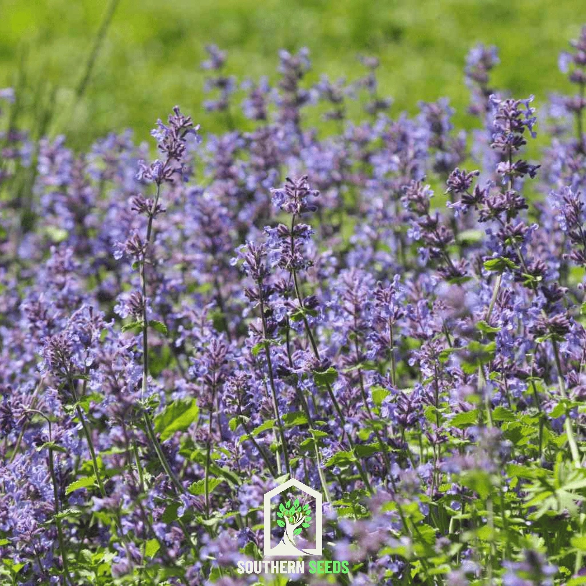 Catmint (Nepeta mussinii) - 100 Seeds seed packet from Seed Therapy – American - grown, heirloom seeds