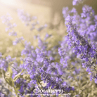 Catnip, Lemon (Nepeta cataria citriodora) - 250 Seeds seed packet from Seed Therapy – American - grown, heirloom seeds