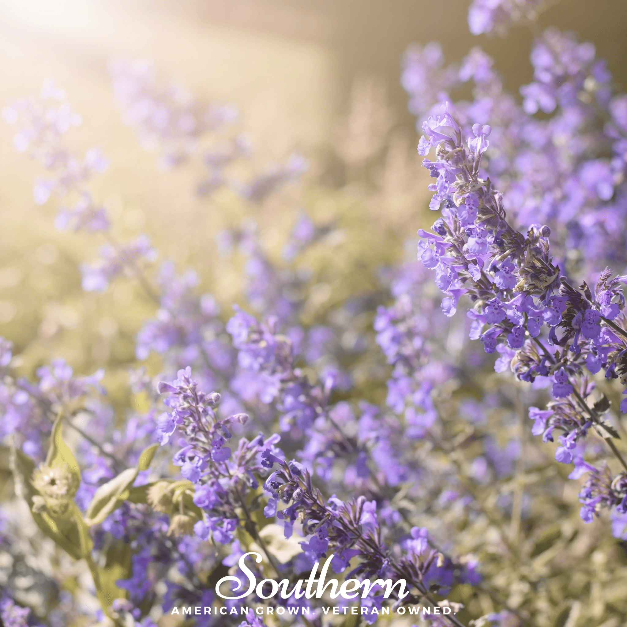 Catnip, Lemon (Nepeta cataria citriodora) - 250 Seeds seed packet from Seed Therapy – American - grown, heirloom seeds