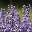 Catnip, Lemon (Nepeta cataria citriodora) - 250 Seeds seed packet from Seed Therapy – American - grown, heirloom seeds