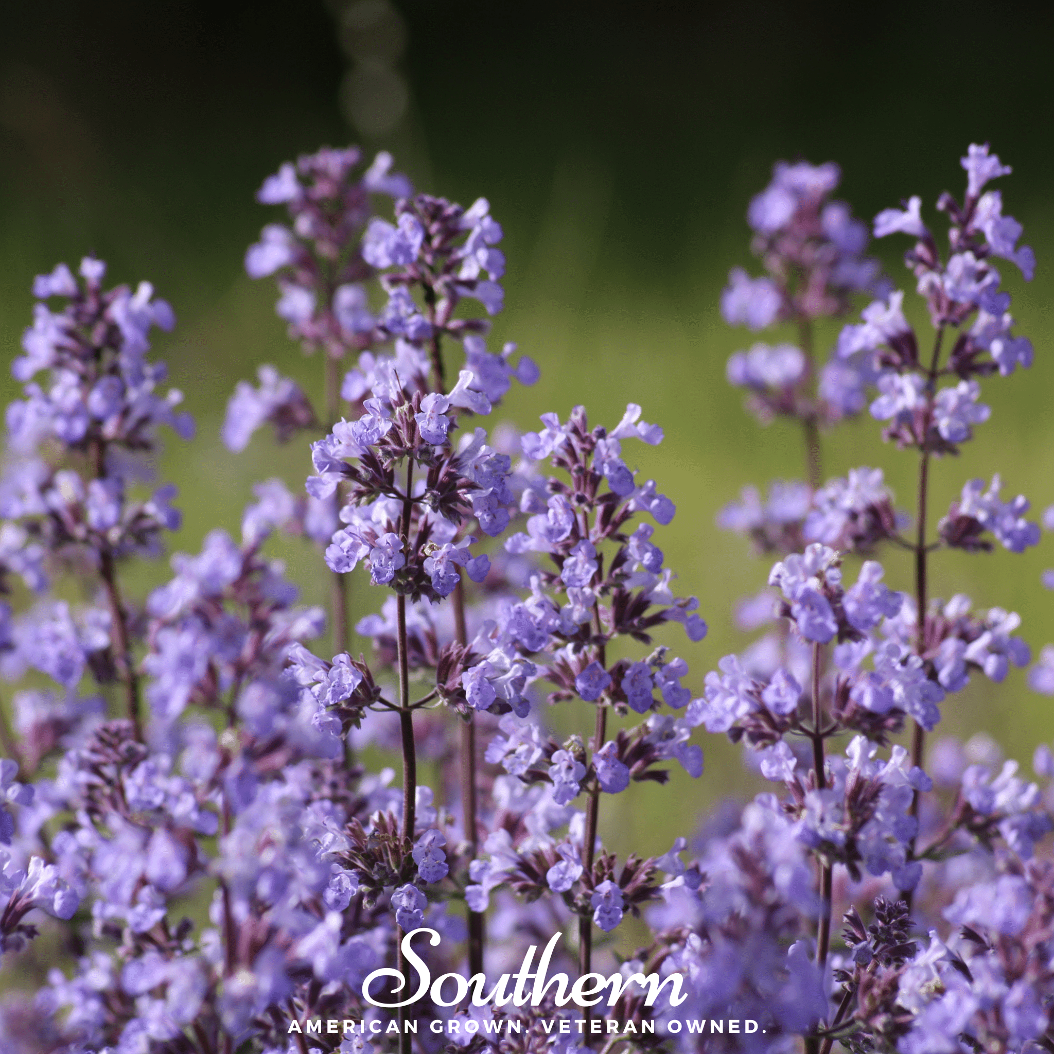 Catnip, Lemon (Nepeta cataria citriodora) - 250 Seeds seed packet from Seed Therapy – American - grown, heirloom seeds