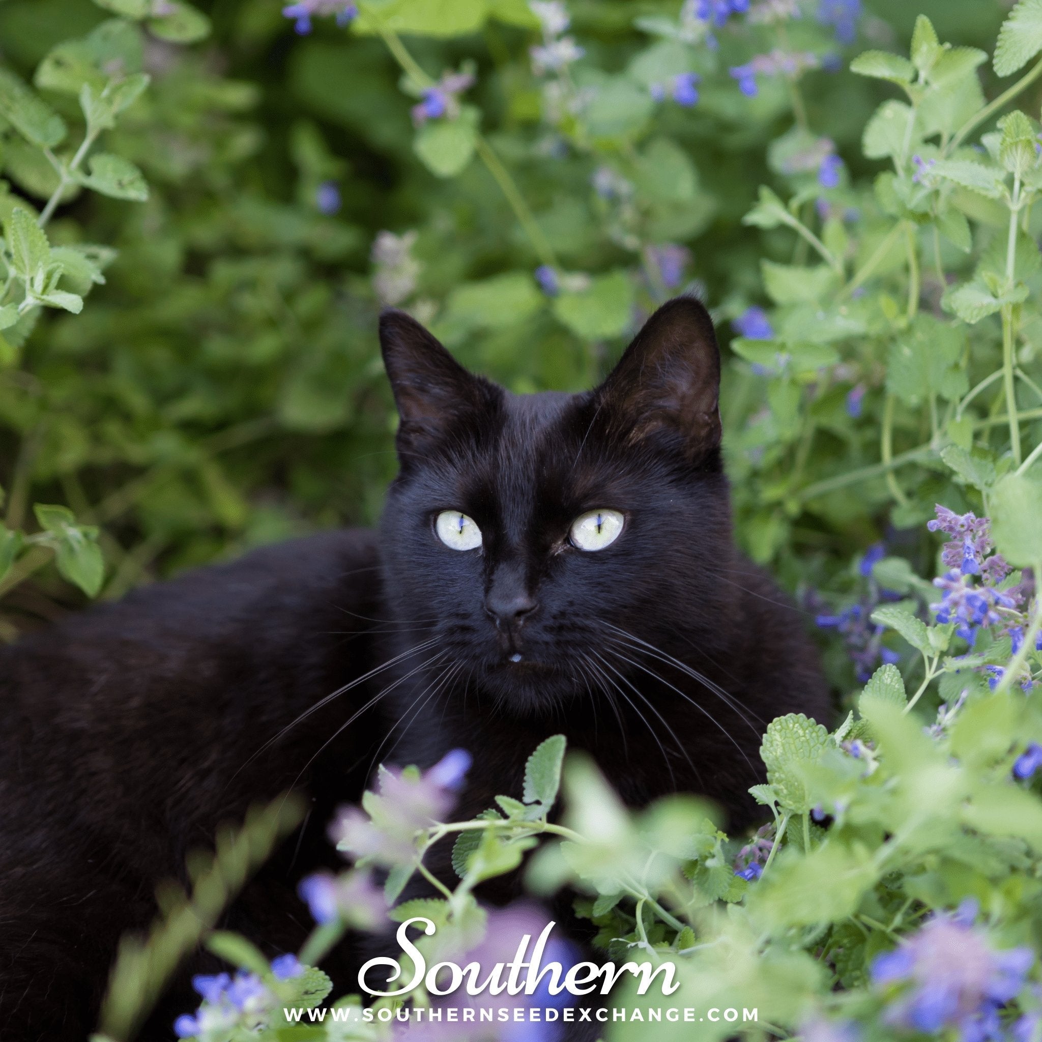 Catnip (Nepeta cataria) - 250 Seeds seed packet from Seed Therapy – American - grown, heirloom seeds