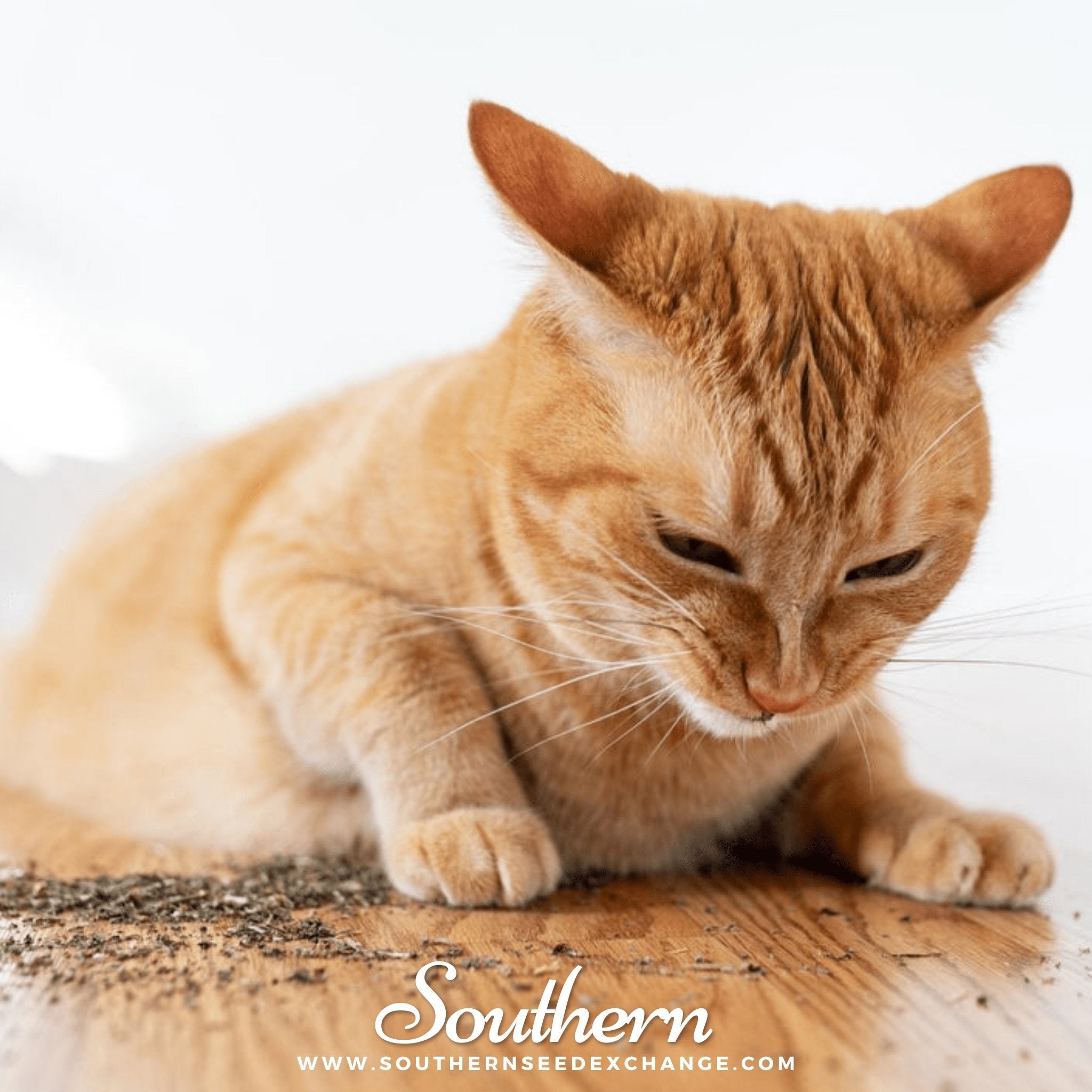 Catnip (Nepeta cataria) - 250 Seeds seed packet from Seed Therapy – American - grown, heirloom seeds