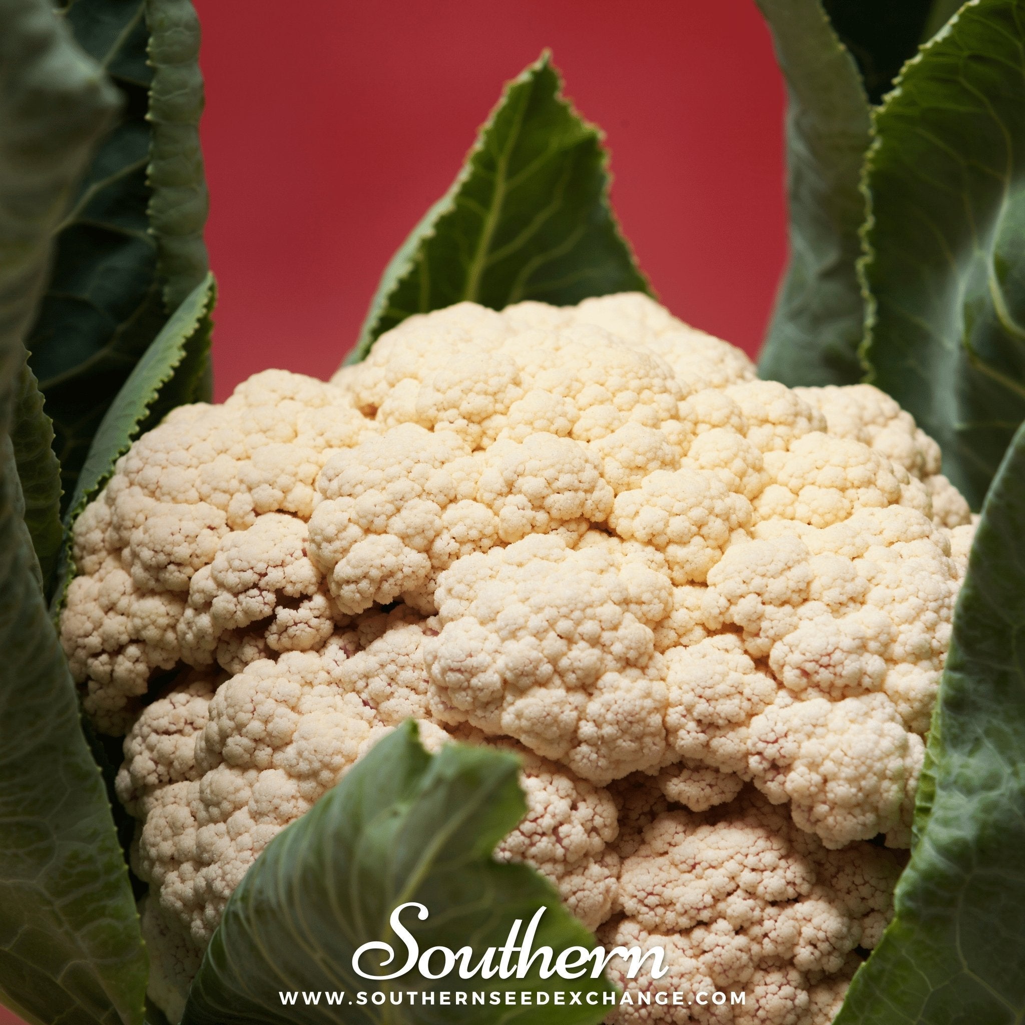 Cauliflower, Snowball Y Improved (Brassica Oleracea var. Botrytis) - 200 Seeds seed packet from Seed Therapy – American - grown, heirloom seeds