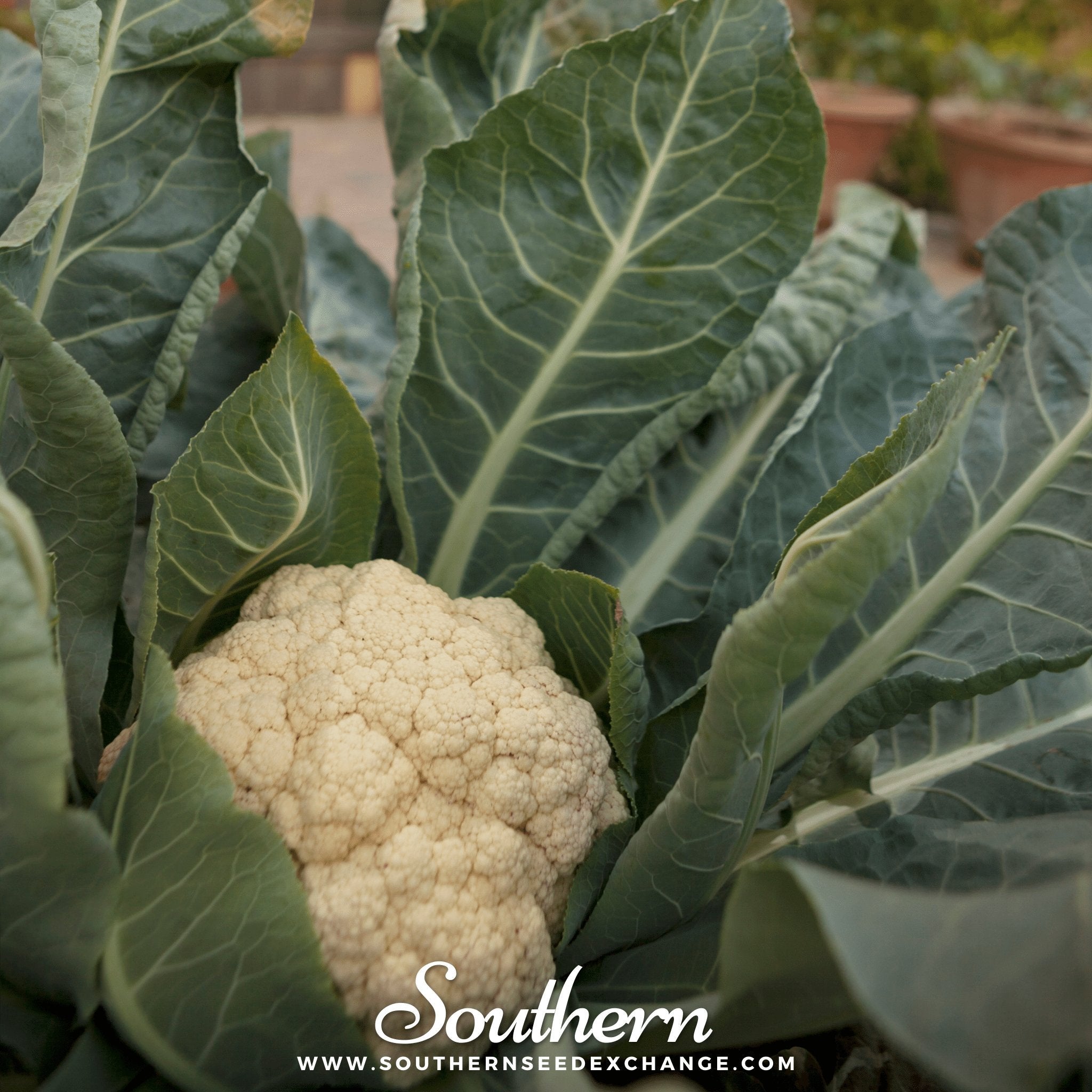 Cauliflower, Snowball Y Improved (Brassica Oleracea var. Botrytis) - 200 Seeds seed packet from Seed Therapy – American - grown, heirloom seeds
