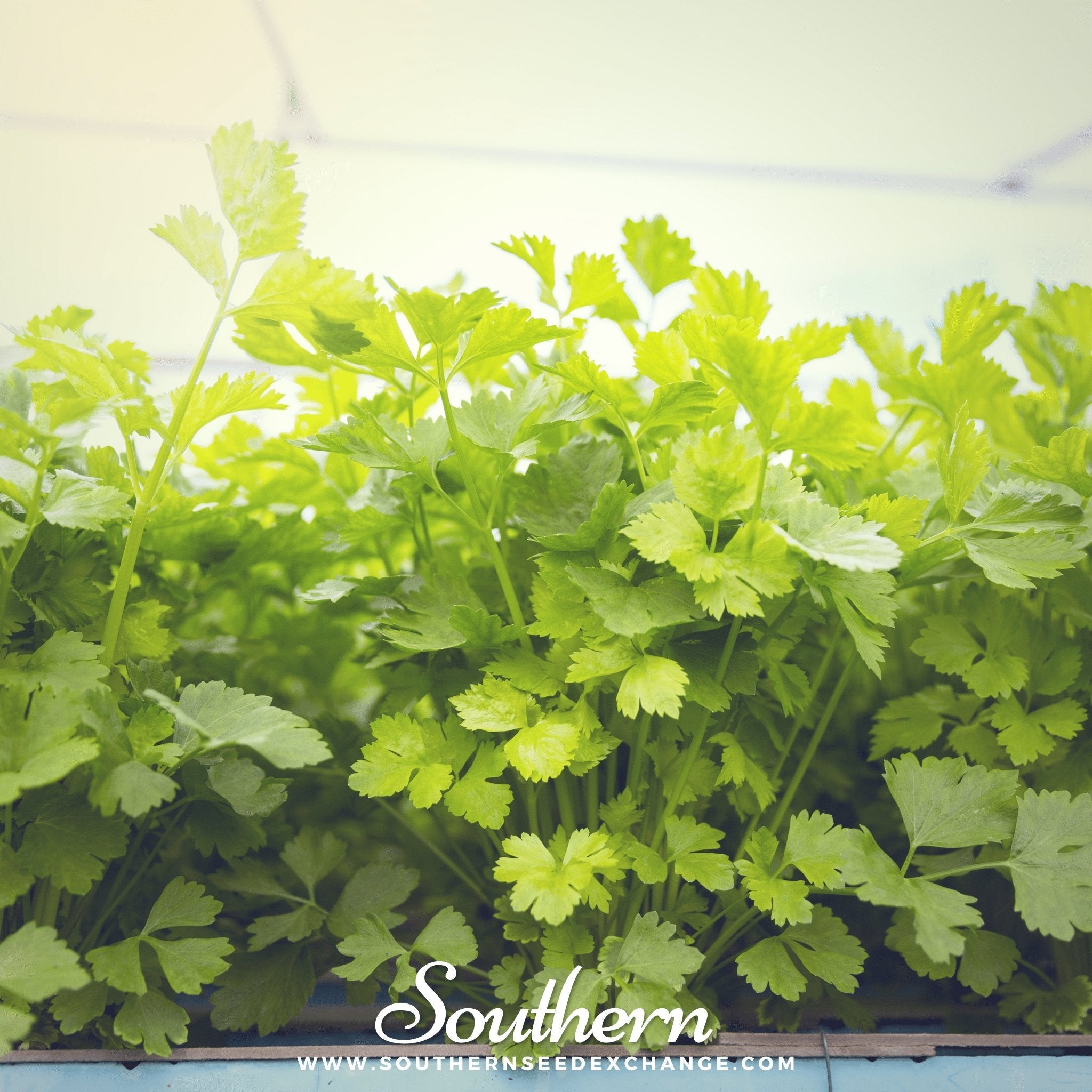 Celery, Cutting (Apium graveolens) - 200 Seeds seed packet from Seed Therapy – American - grown, heirloom seeds
