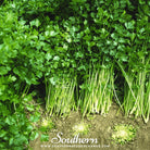 Celery, Cutting (Apium graveolens) - 200 Seeds seed packet from Seed Therapy – American - grown, heirloom seeds