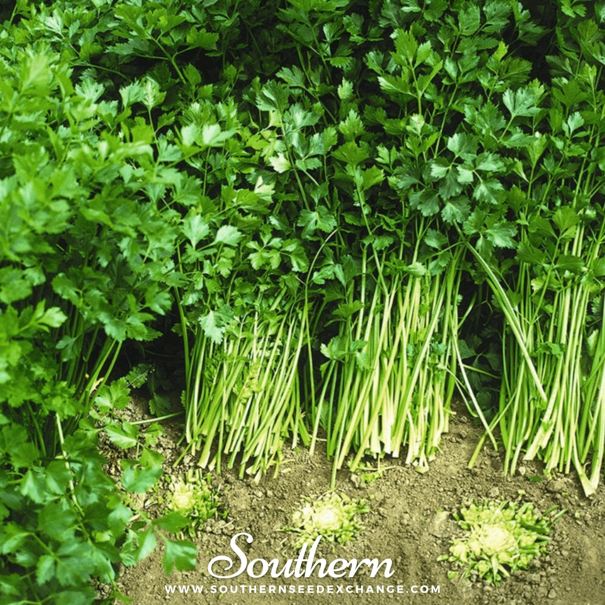Celery, Cutting (Apium graveolens) - 200 Seeds seed packet from Seed Therapy – American - grown, heirloom seeds