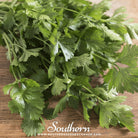 Celery, Cutting (Apium graveolens) - 200 Seeds seed packet from Seed Therapy – American - grown, heirloom seeds