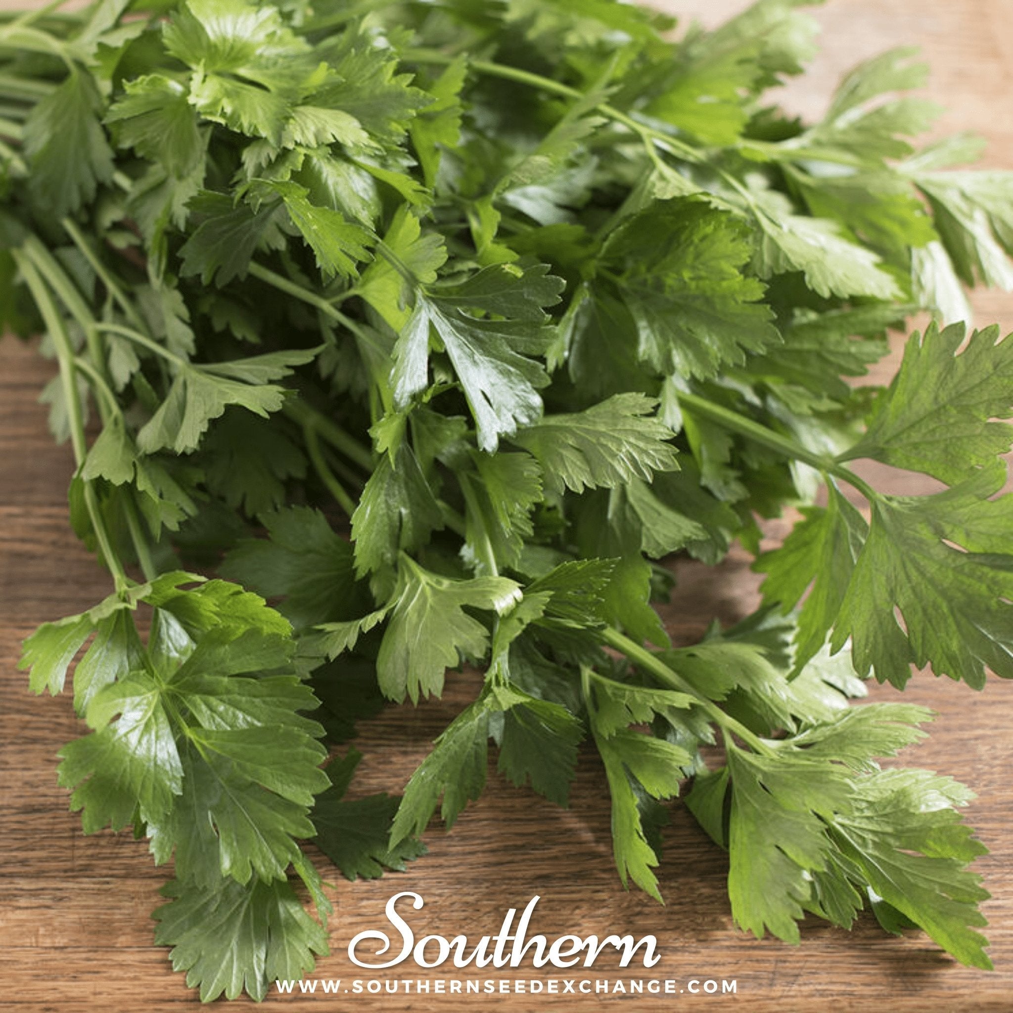 Celery, Cutting (Apium graveolens) - 200 Seeds seed packet from Seed Therapy – American - grown, heirloom seeds